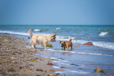 Hunde im Wasser