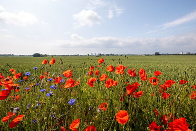 Mohnblumenfeld auf der Insel Fehmarn