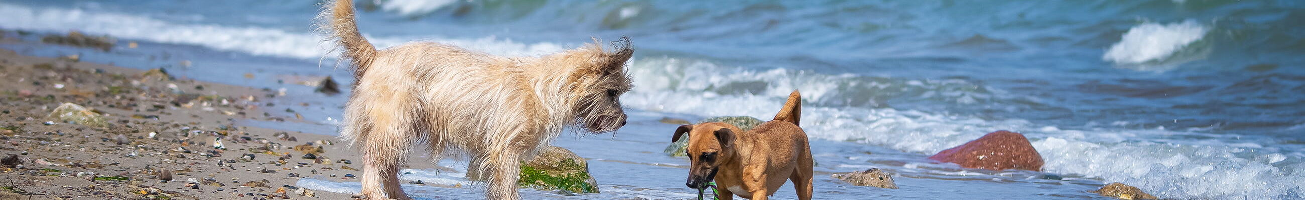 Urlaub mit Hund an der Ostsee